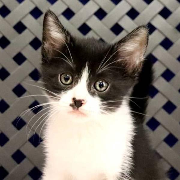 Bluebell, Adoptable, Kitten Female Domestic Short Hair.