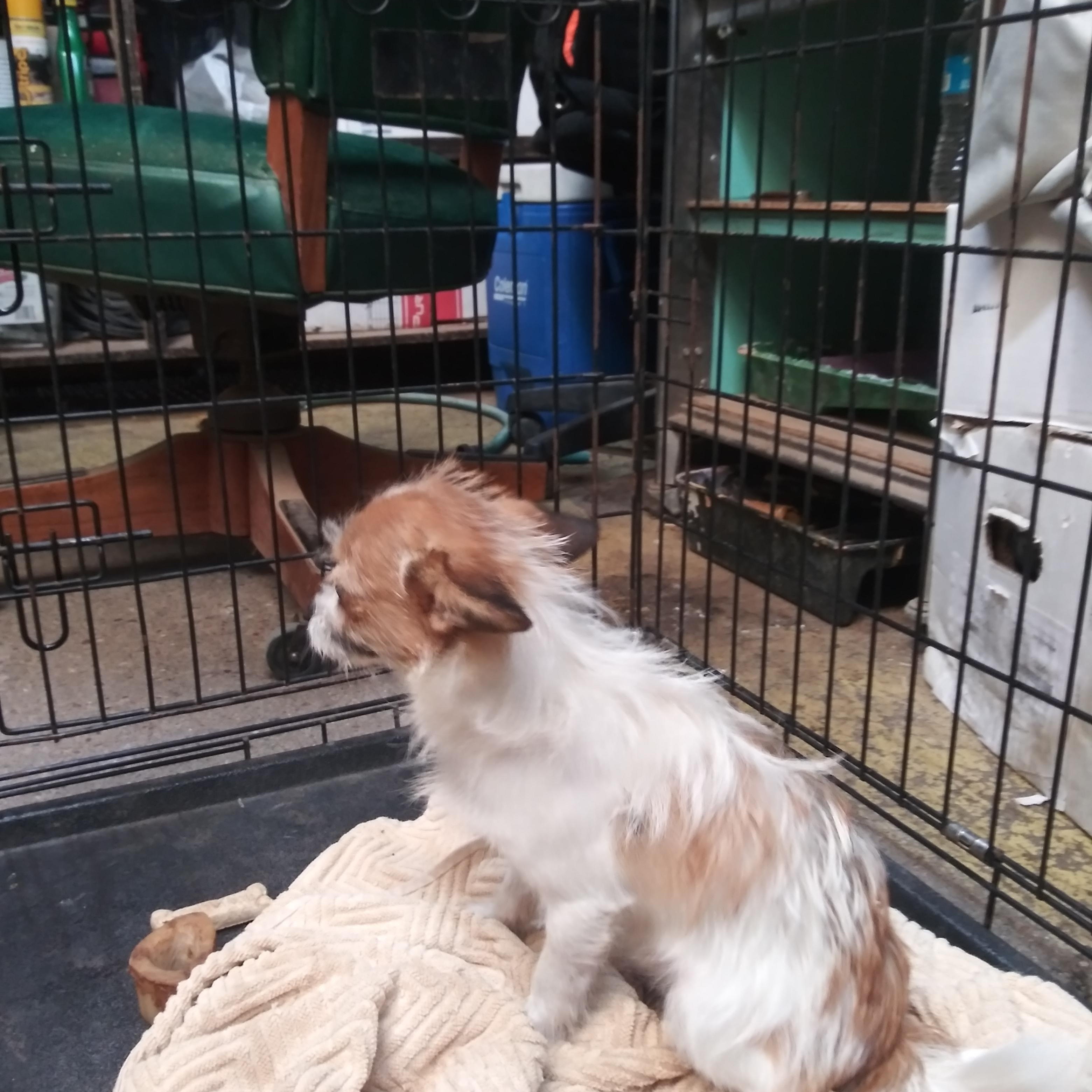 Fidget, a Adopted mixed breed in Anton, TX image 2/2