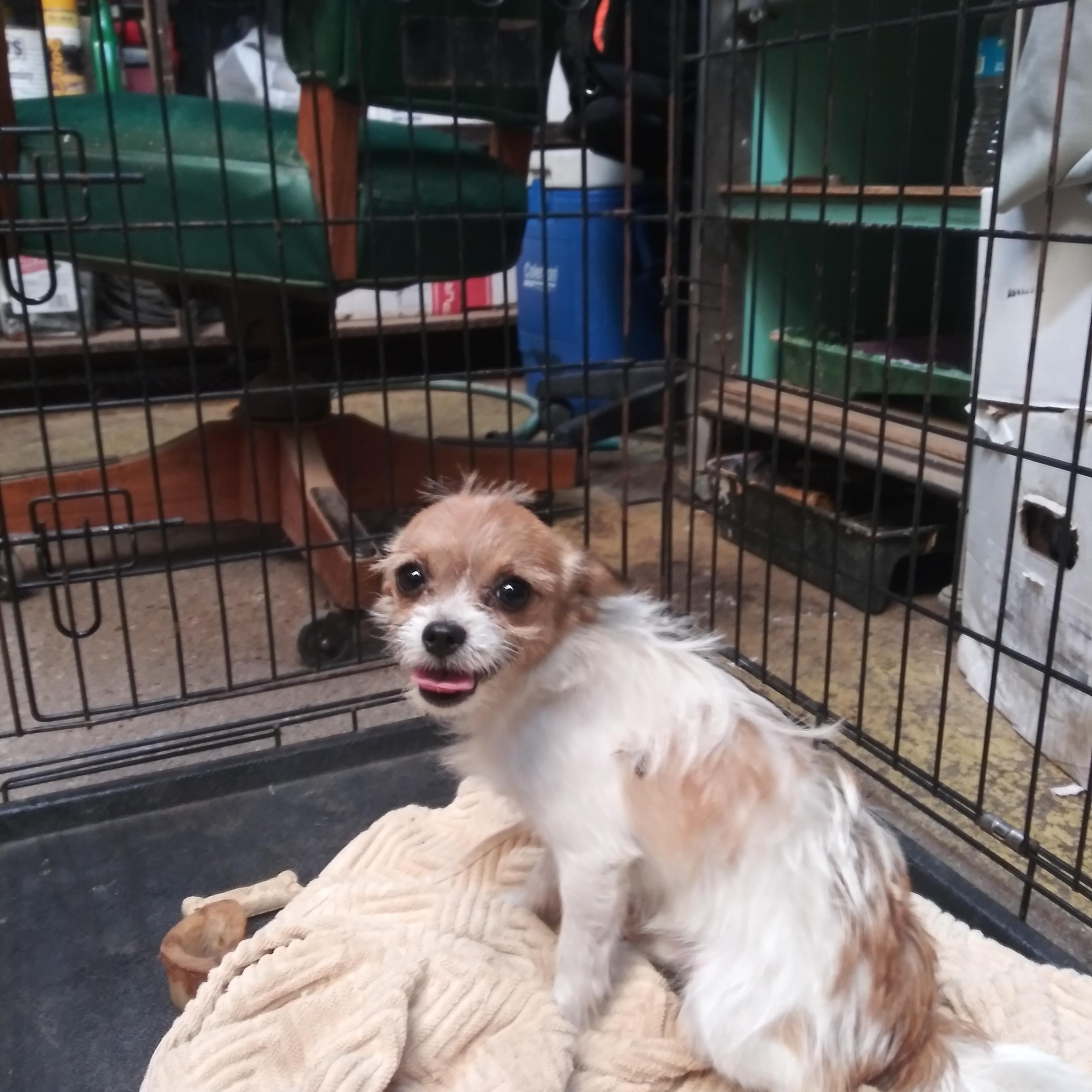 Fidget, Adopted, Adult Male Terrier & Yorkie Poo.