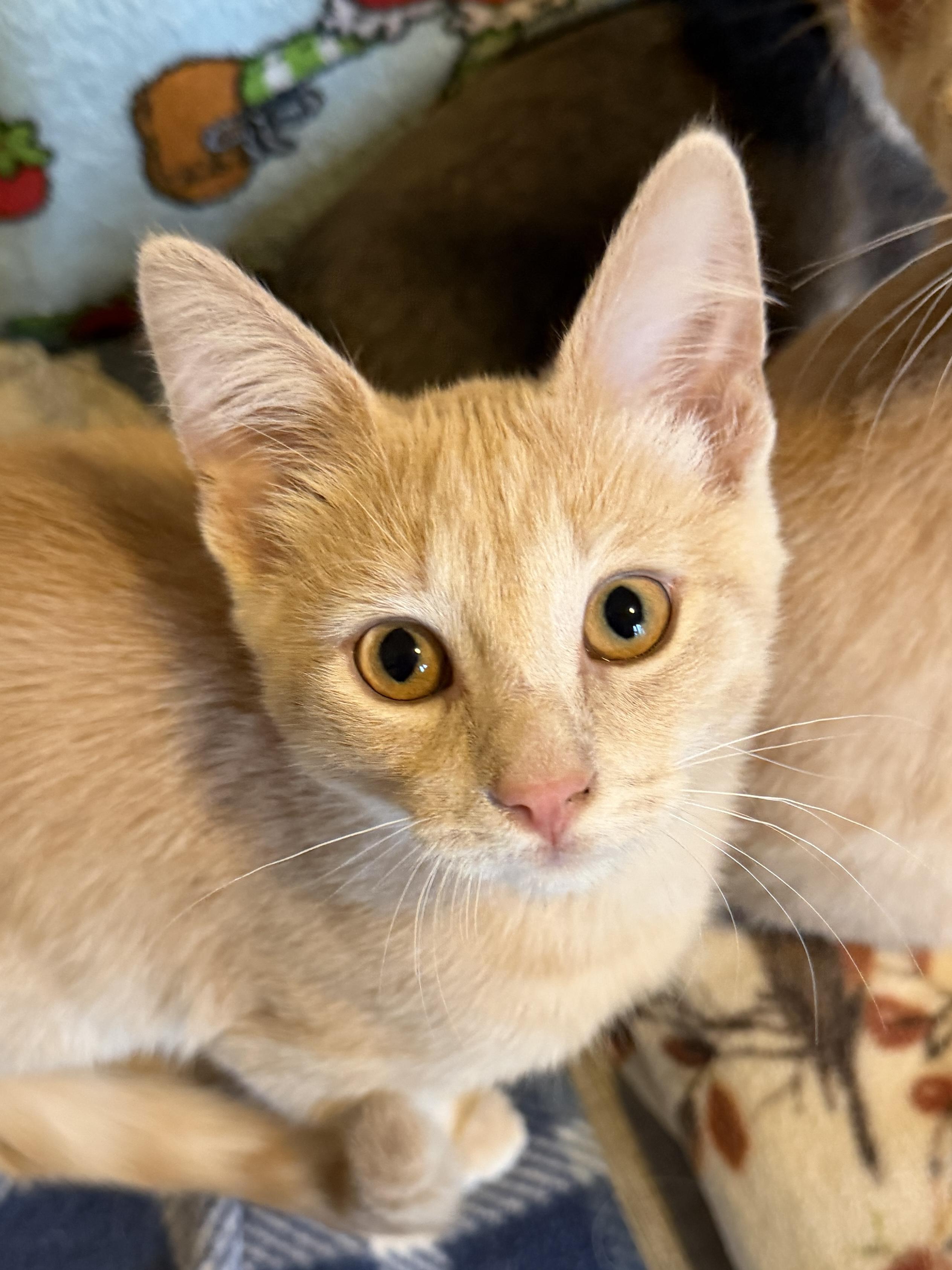 Robin - total sweetie pie, Adoptable, Kitten Male Domestic Short Hair.