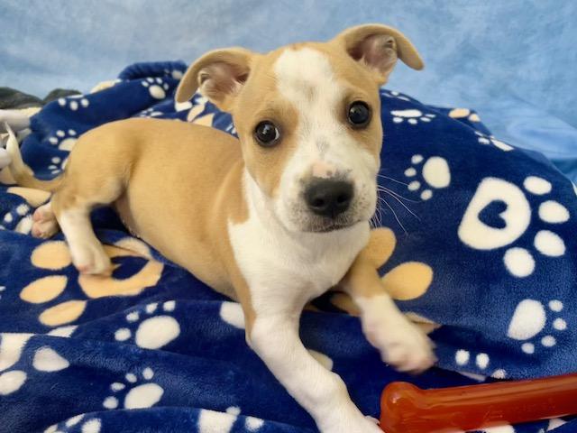 Enlarge DRAGON, a Adoptable mixed breed in Salinas, CA image 1/1