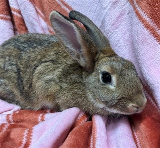 SHAGGY, Adoptable, Adult Female Bunny Rabbit.