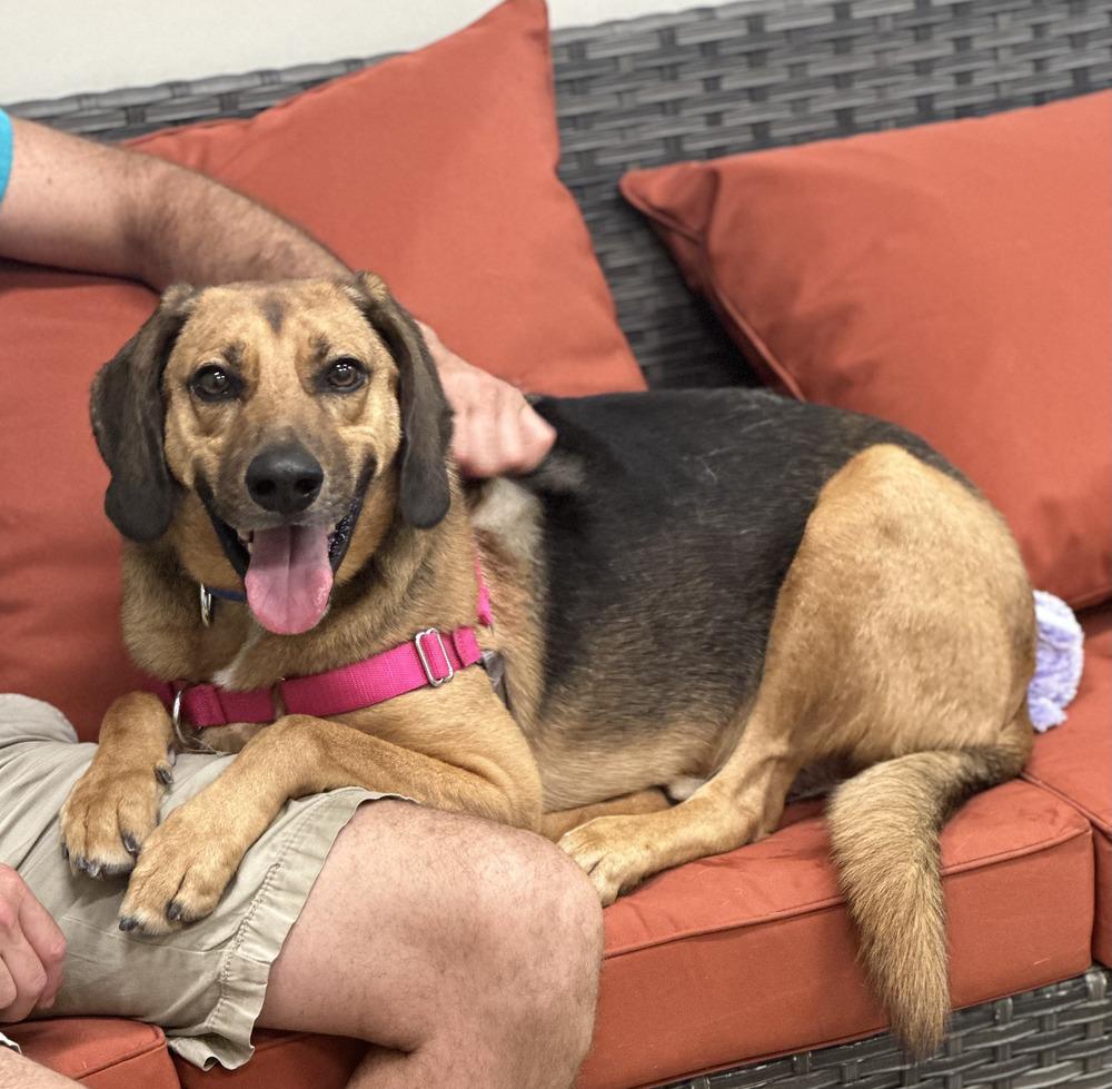 Enlarge Buster Brown, a Adoptable mixed breed in Elmsford, NY image 1/6