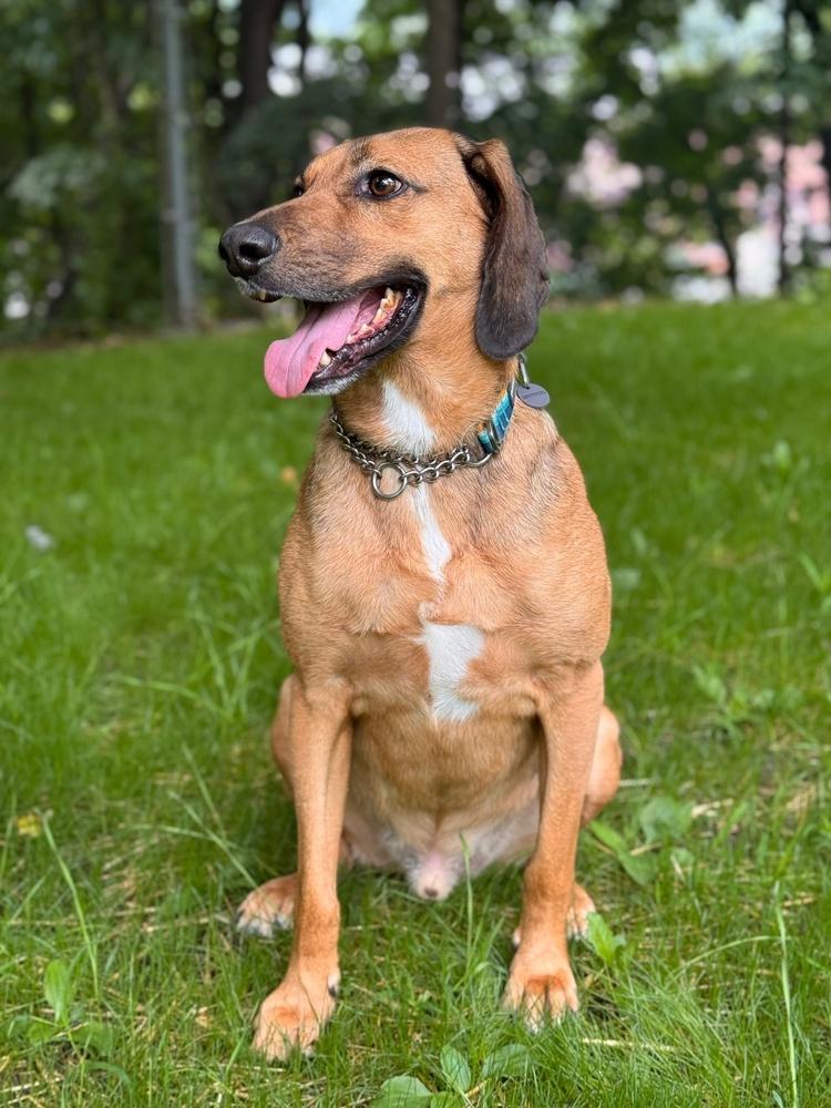 Enlarge Buster Brown, a Adoptable mixed breed in Elmsford, NY image 3/6