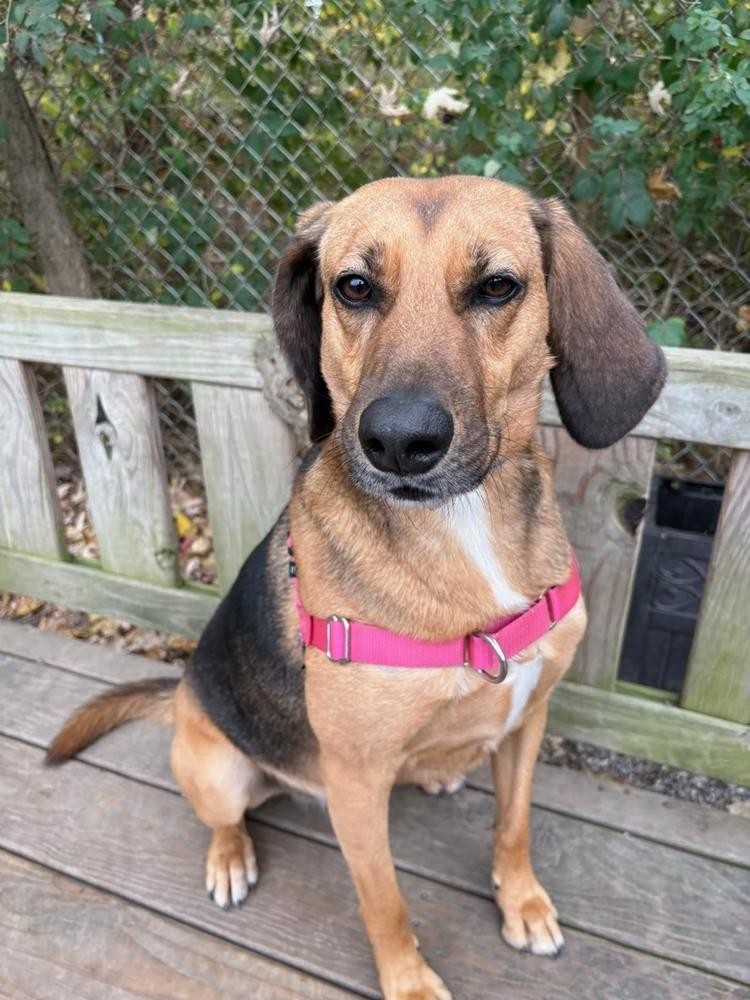 Enlarge Buster Brown, a Adoptable mixed breed in Elmsford, NY image 5/6