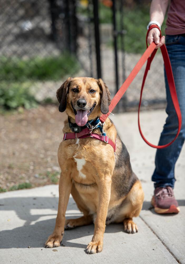 Enlarge Buster Brown, a Adoptable mixed breed in Elmsford, NY image 3/6