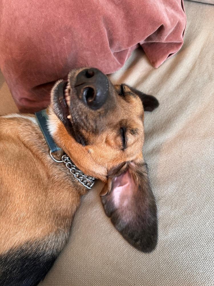 Enlarge Buster Brown, a Adoptable mixed breed in Elmsford, NY image 4/6