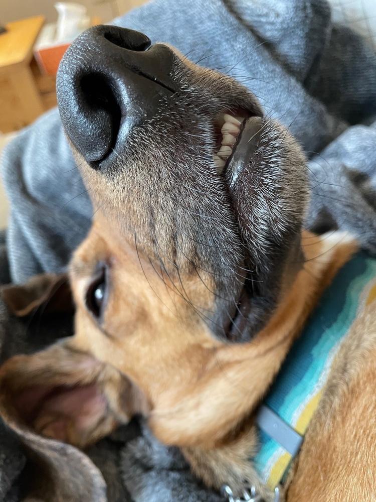 Enlarge Buster Brown, a Adoptable mixed breed in Elmsford, NY image 5/6