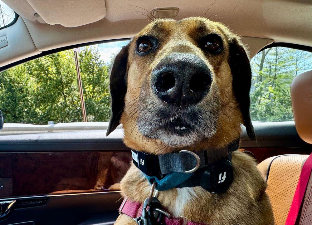 Enlarge Buster Brown, a Adoptable mixed breed in Elmsford, NY image 6/6