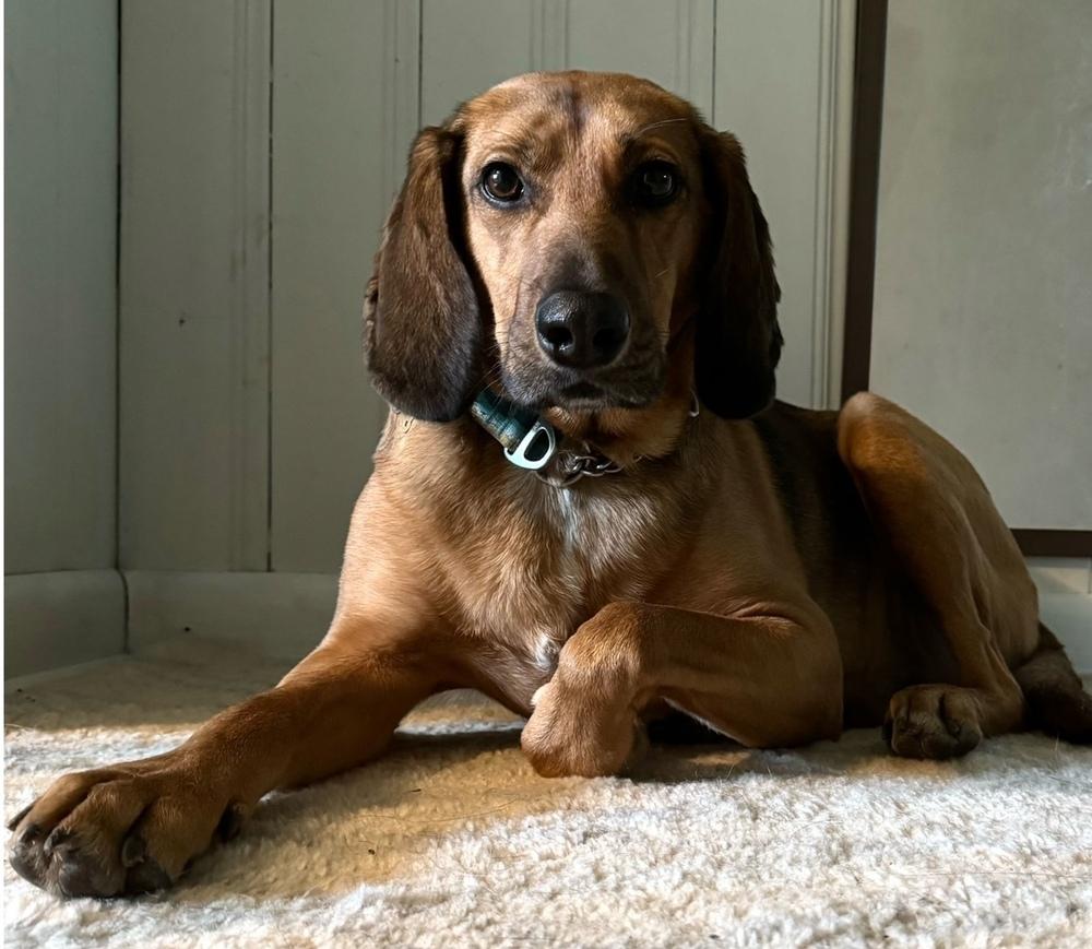 Enlarge Buster Brown, a Adoptable mixed breed in Elmsford, NY image 6/6