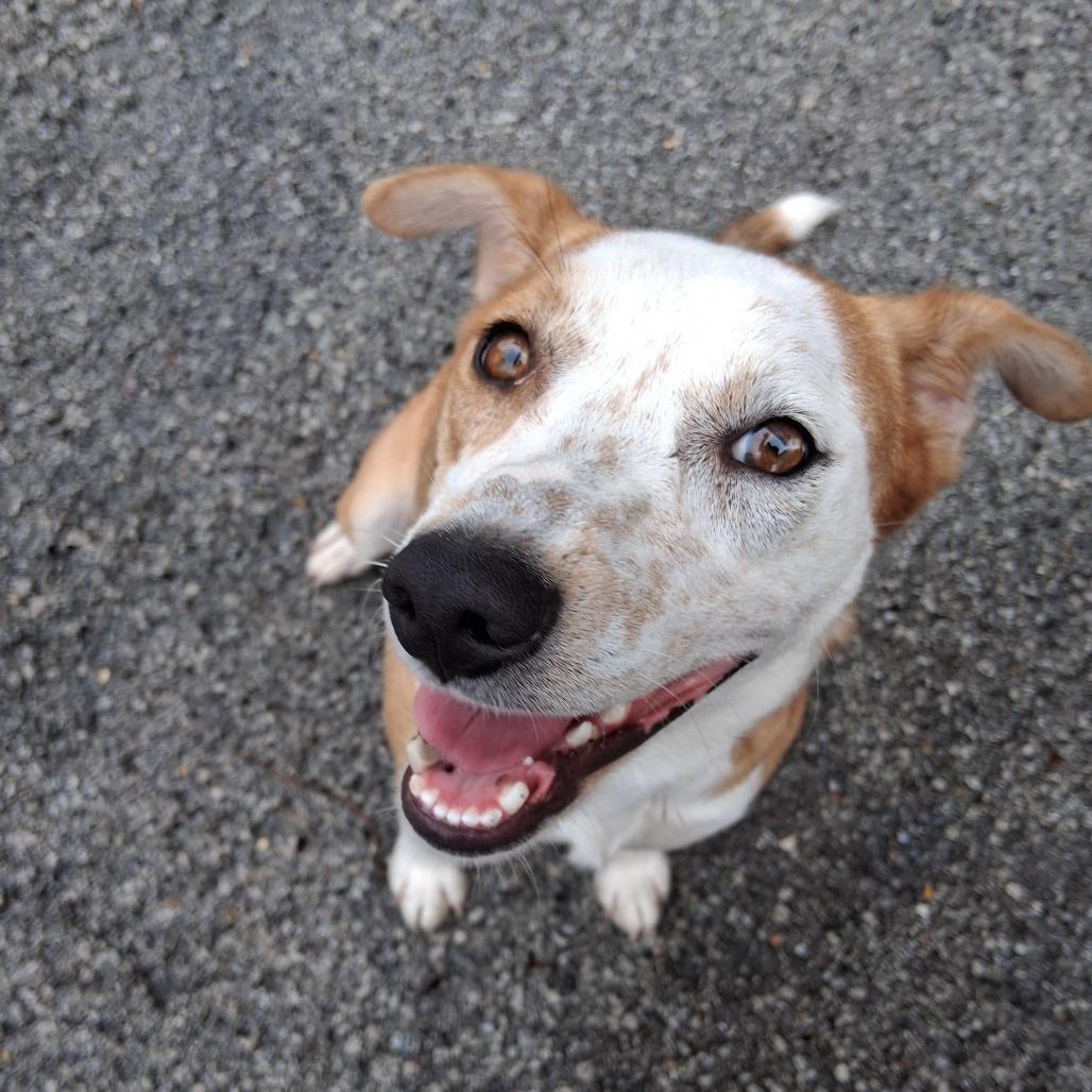 Waffle, Adoptable, Young Female Jack Russell Terrier & American Staffordshire Terrier.