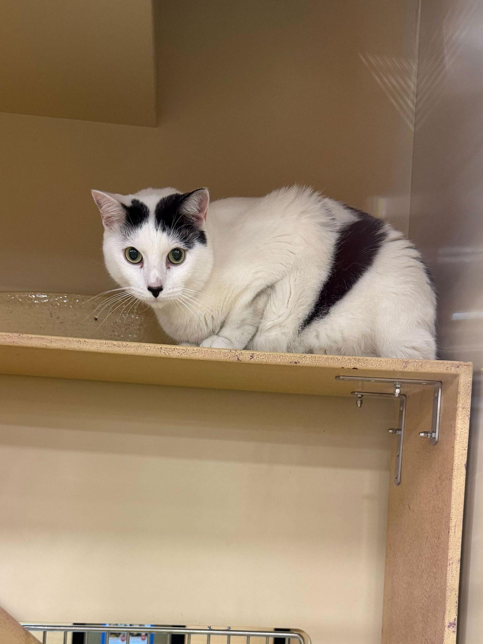 Dime, Adoptable, Adult Male Domestic Short Hair.