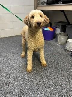 Enlarge Stellan, an adopted Labradoodle in Paterson, NJ image 2/3