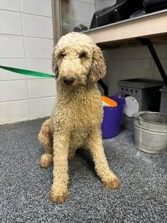 Stellan, adopted, Young Male Labradoodle.