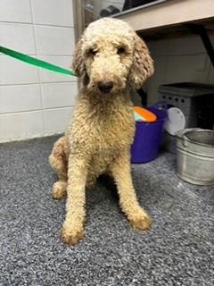 Enlarge Stellan, an adopted Labradoodle in Paterson, NJ image 3/3