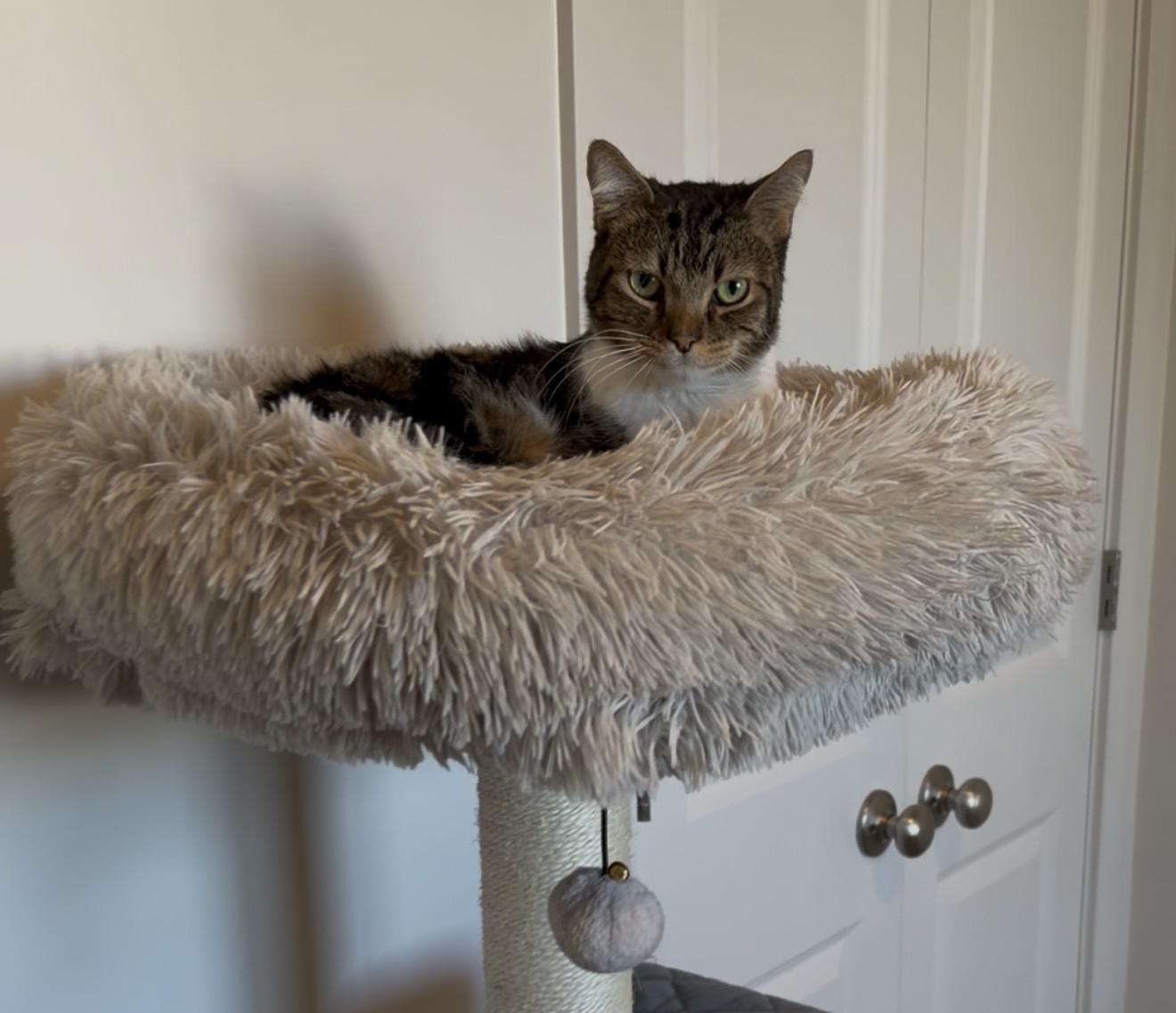 Gizmo, Adoptable, Adult Male Domestic Short Hair & Tabby.