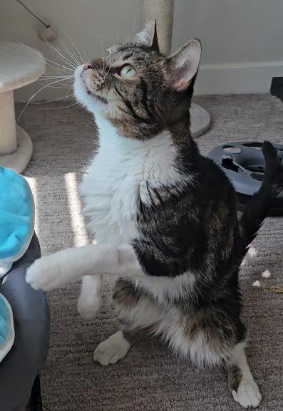 Gizmo, a Adoptable Domestic Short Hair in Midvale, UT image 2/5