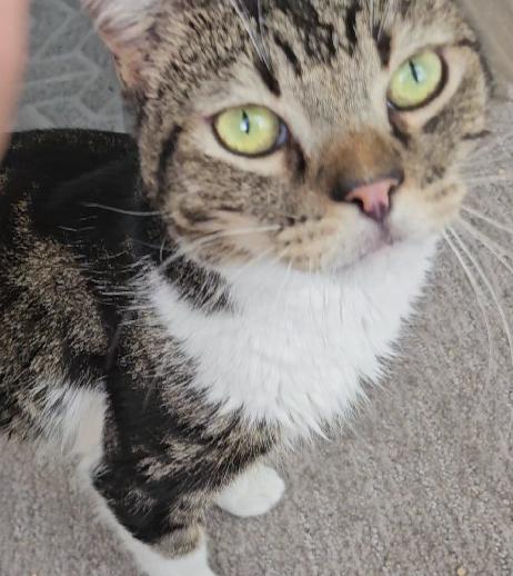 Gizmo, Adoptable, Adult Male Domestic Short Hair.