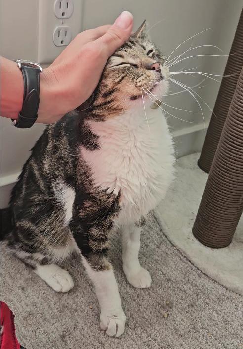 Gizmo, a Adoptable Domestic Short Hair in Midvale, UT image 4/5