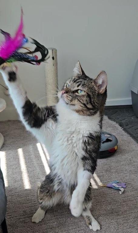 Gizmo, a Adoptable Domestic Short Hair in Midvale, UT image 5/5