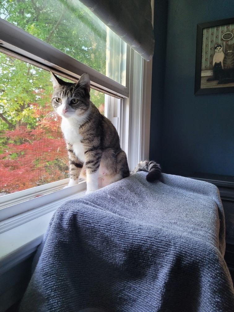 Enlarge Elsa , a ADOPTABLE Domestic Short Hair in Saint Charles, MO image 2/2