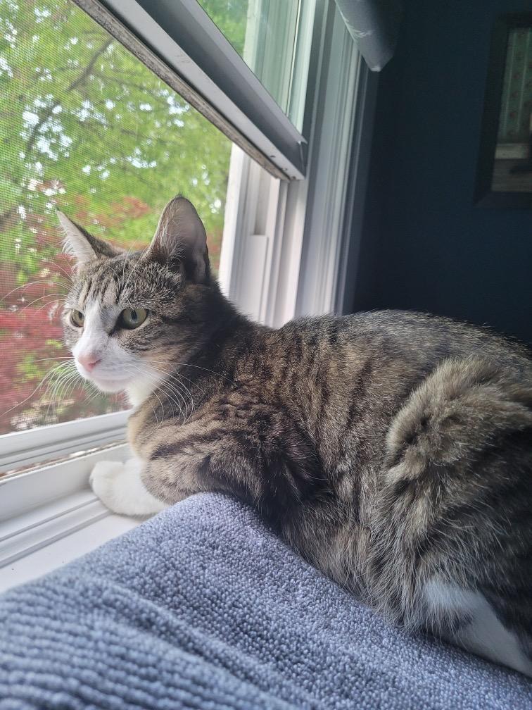 Elsa , ADOPTABLE, Adult Female Domestic Short Hair.