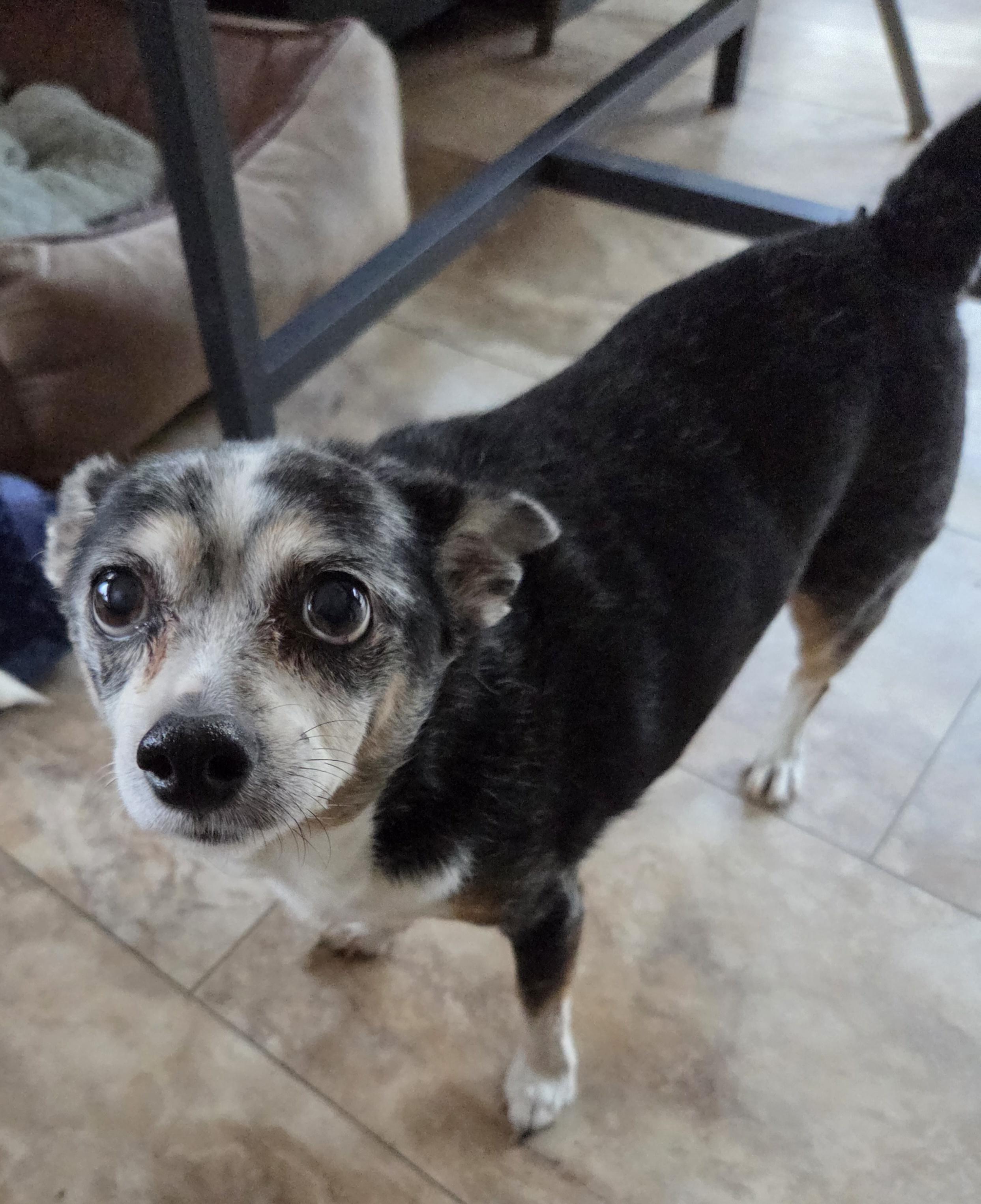 Enlarge Smokey, a Adopted Chihuahua in Tunkhannock, PA image 1/4