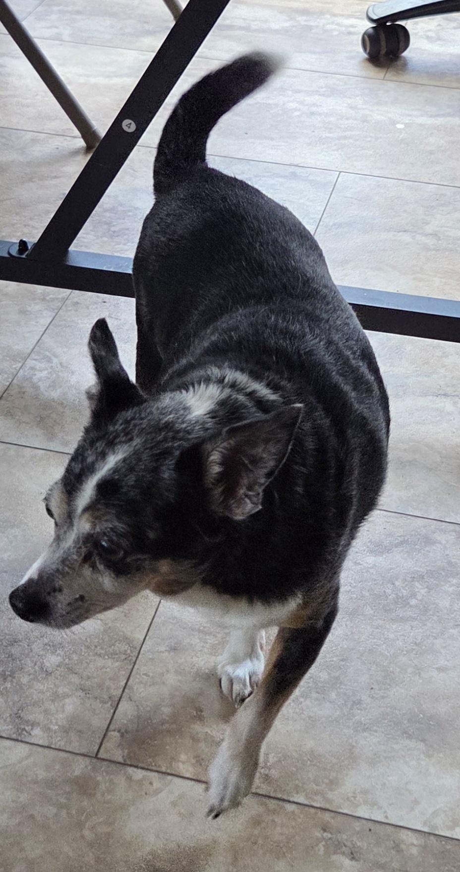 Smokey, Adopted, Senior Male Chihuahua.