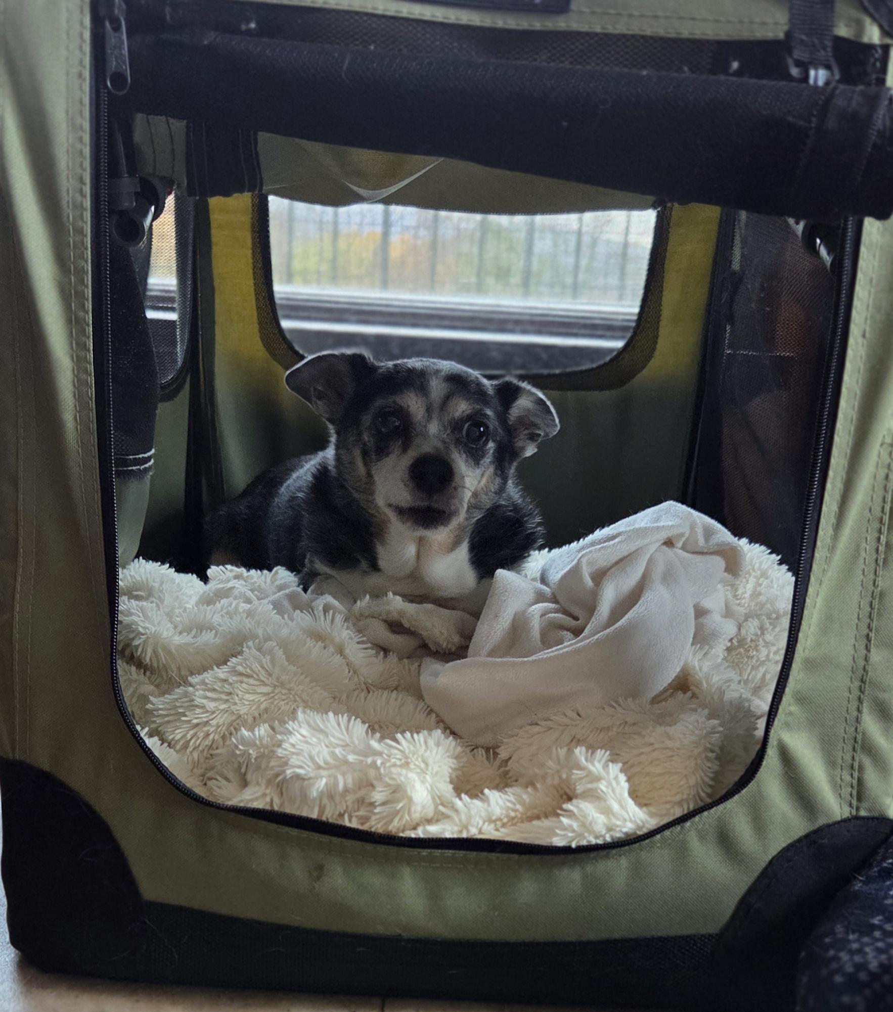 Enlarge Smokey, a Adopted Chihuahua in Tunkhannock, PA image 3/4