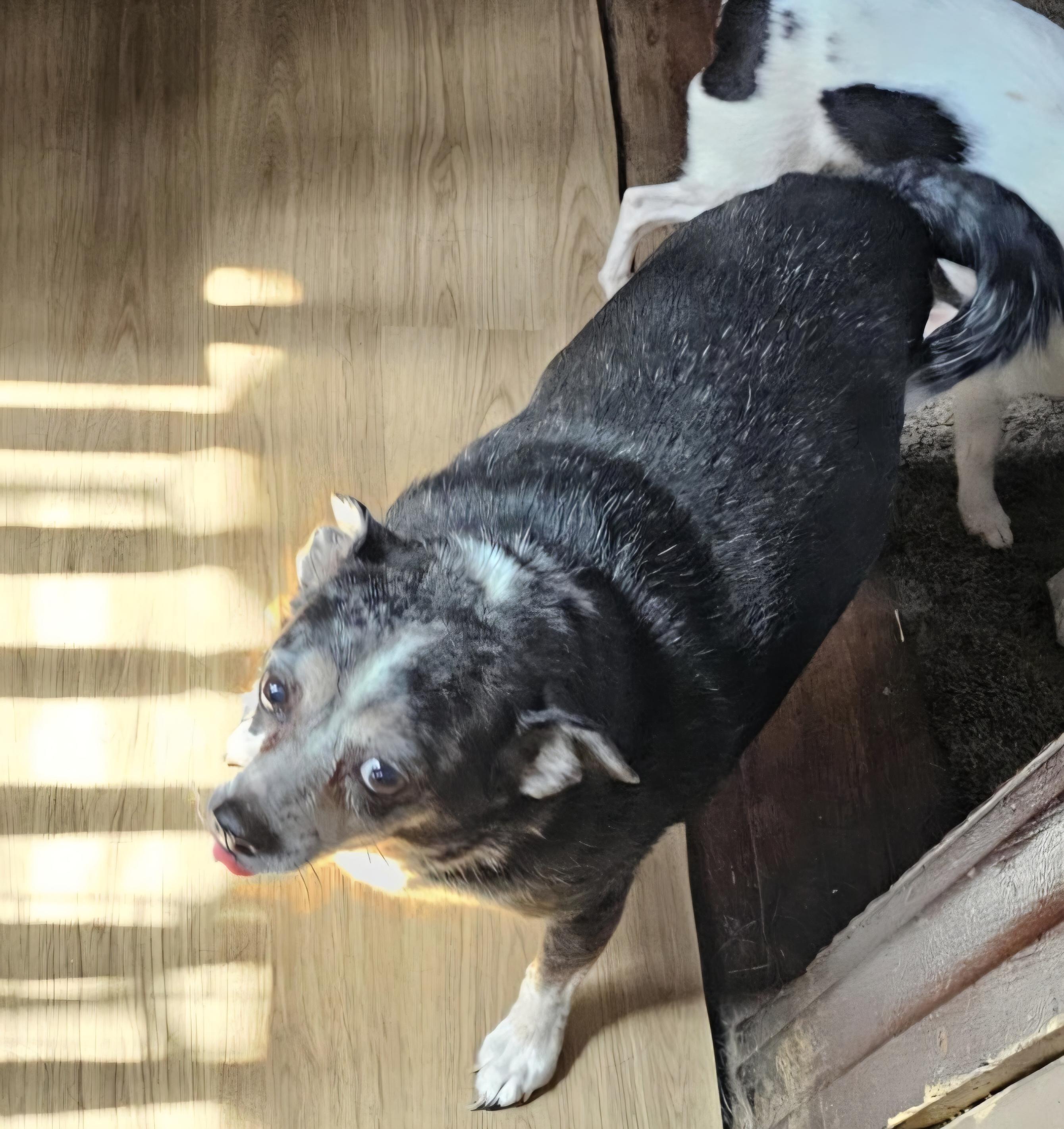 Enlarge Smokey, a Adopted Chihuahua in Tunkhannock, PA image 4/4