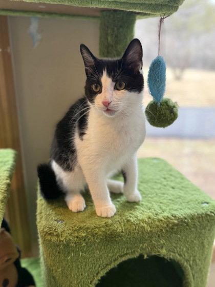 Wee Man, Adoptable, Young Male Domestic Short Hair.