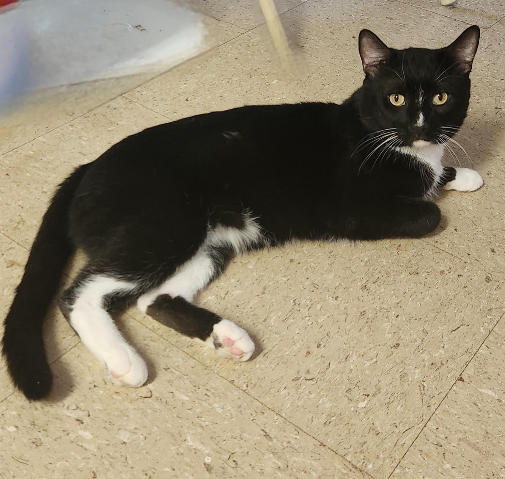 Luigi, Adoptable, Adult Male Domestic Short Hair.