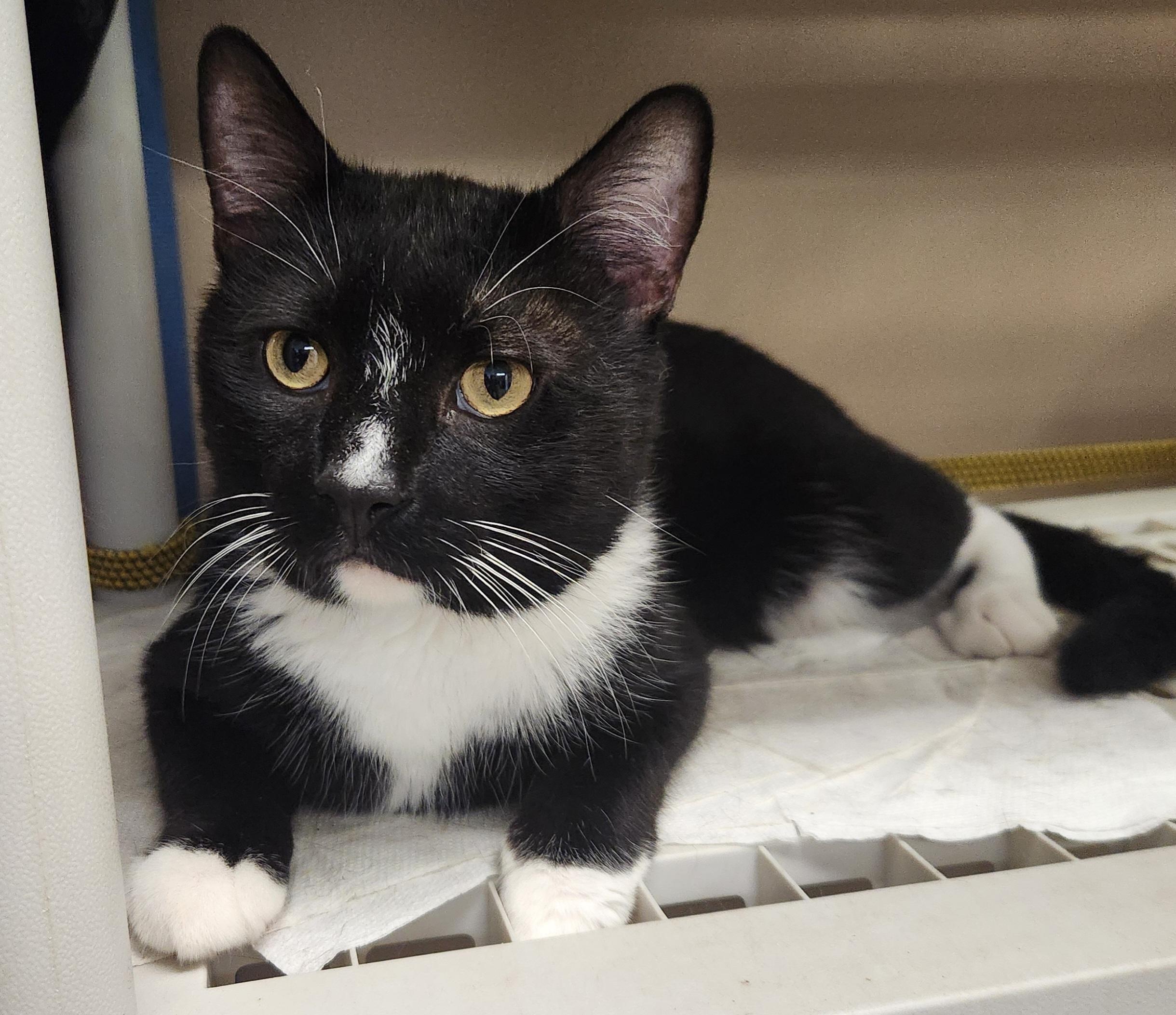 Luigi, a Adoptable Domestic Short Hair in Mansfield Center, CT image 2/2