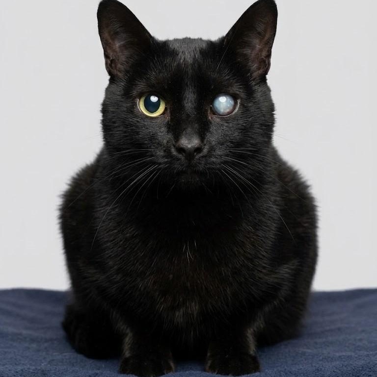 Boo 5456, Adoptable, Adult Male Domestic Short Hair.