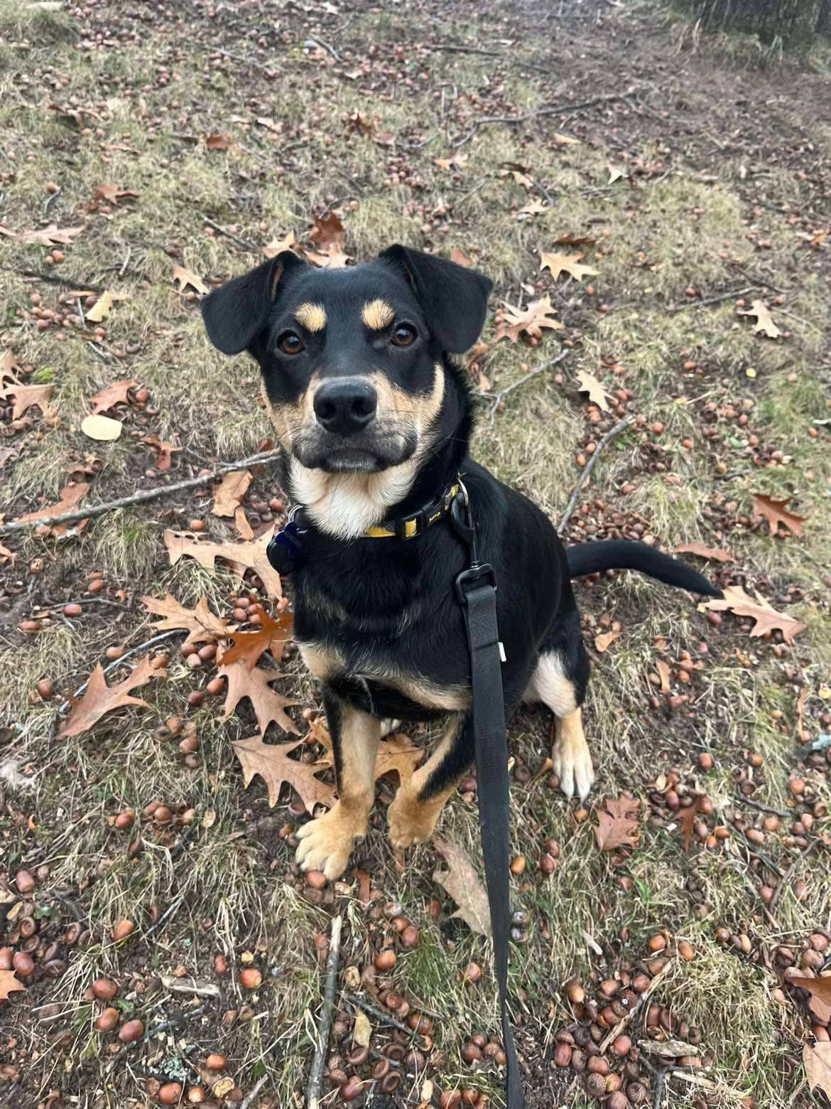 Armand 25-205, ADOPTABLE, Adult Male Miniature Pinscher.