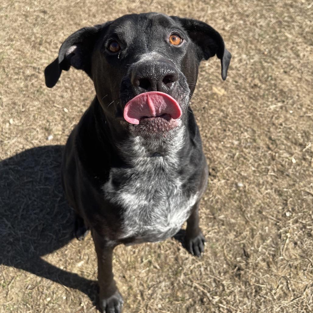 Wiggles, Adoptable, Adult Male Labrador Retriever & Mixed Breed.
