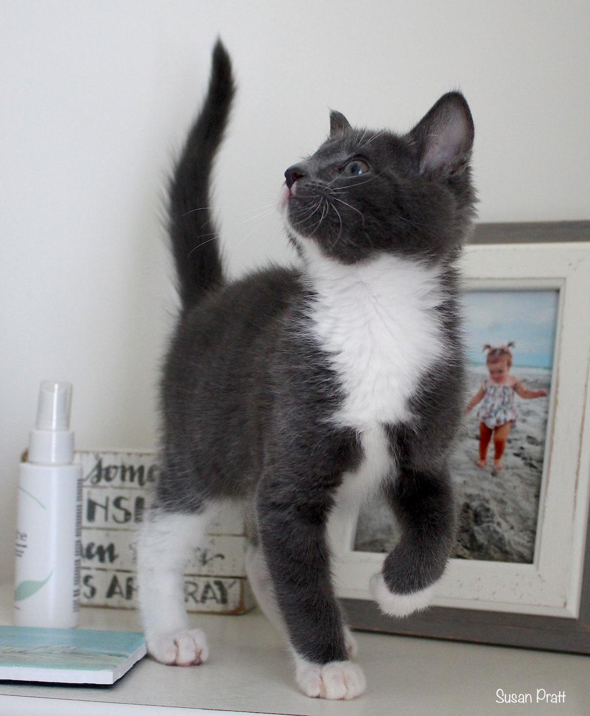 Dean, an adopted Domestic Short Hair in Bedford, VA image 3/6
