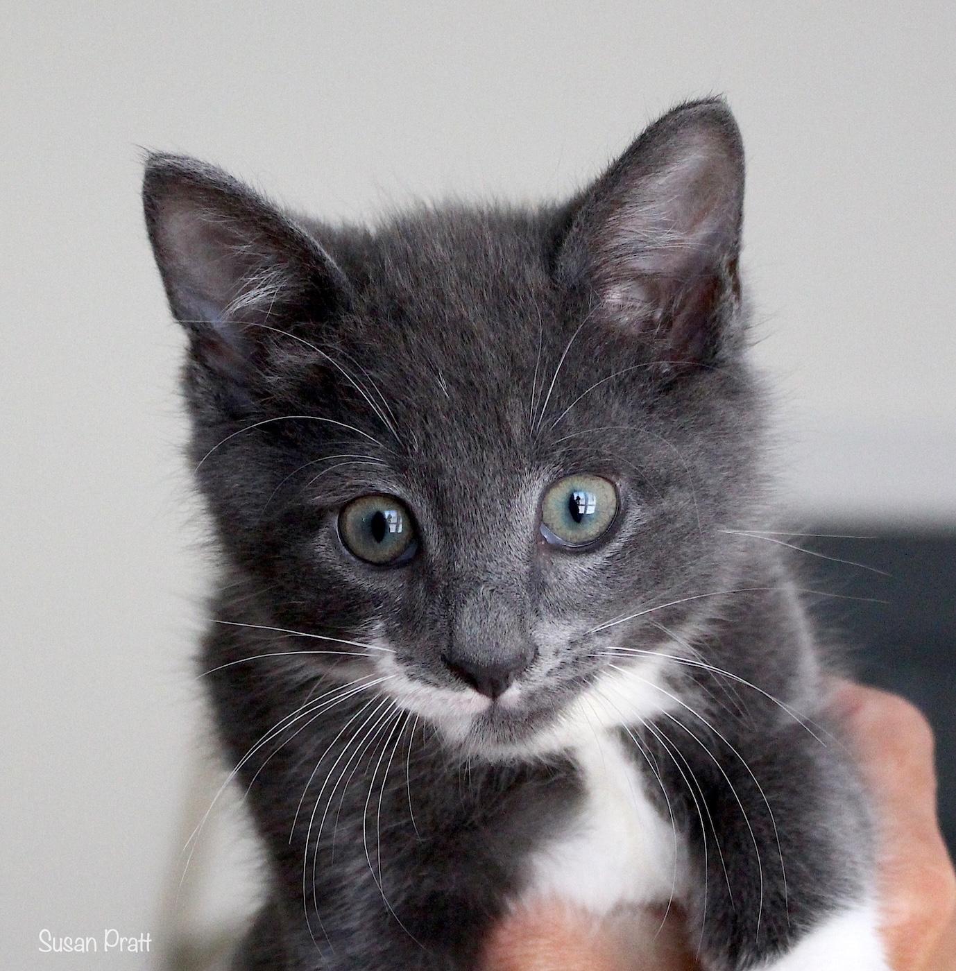 Dean, an adopted Domestic Short Hair in Bedford, VA image 1/6