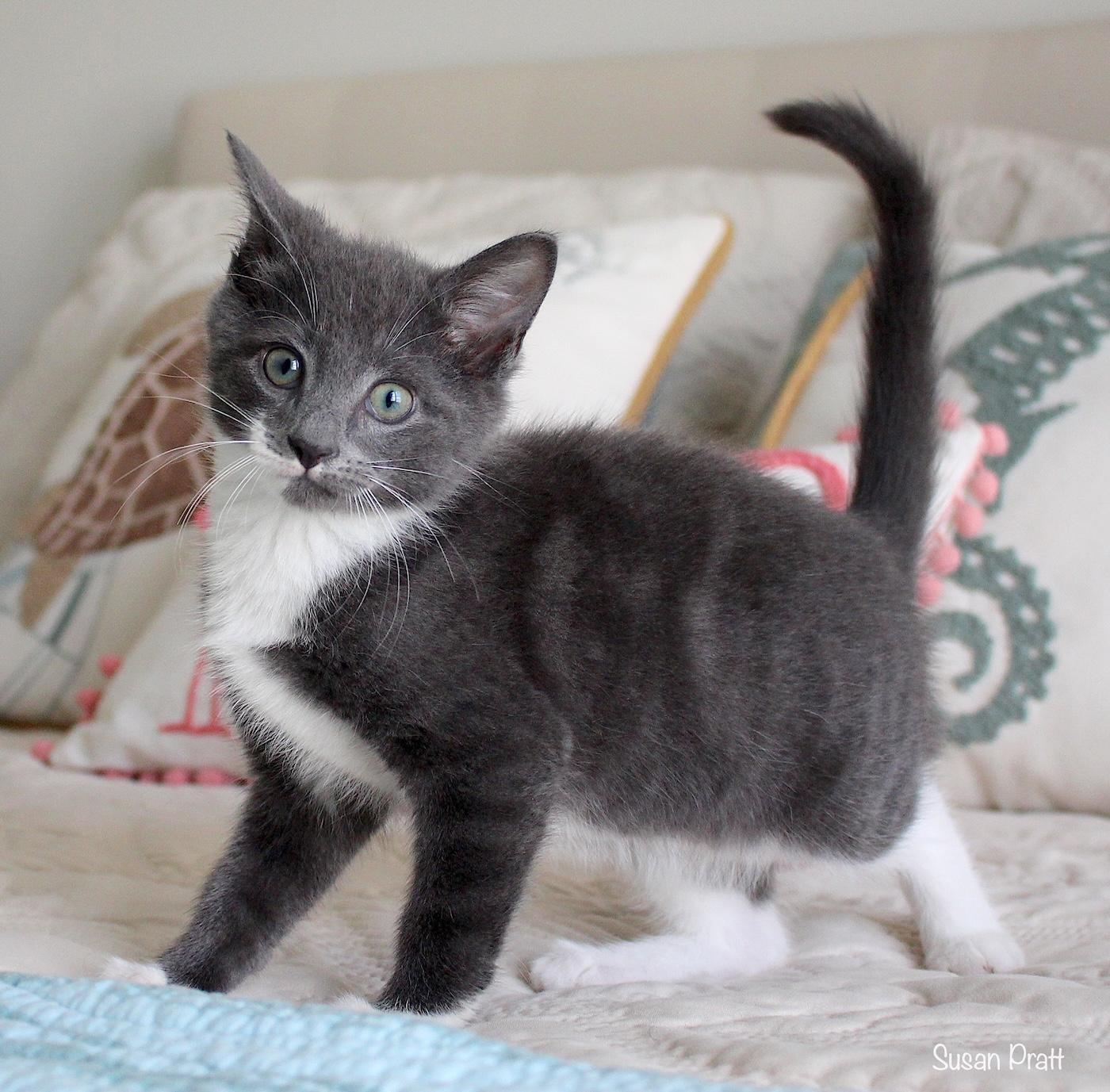 Dean, an adopted Domestic Short Hair in Bedford, VA image 6/6