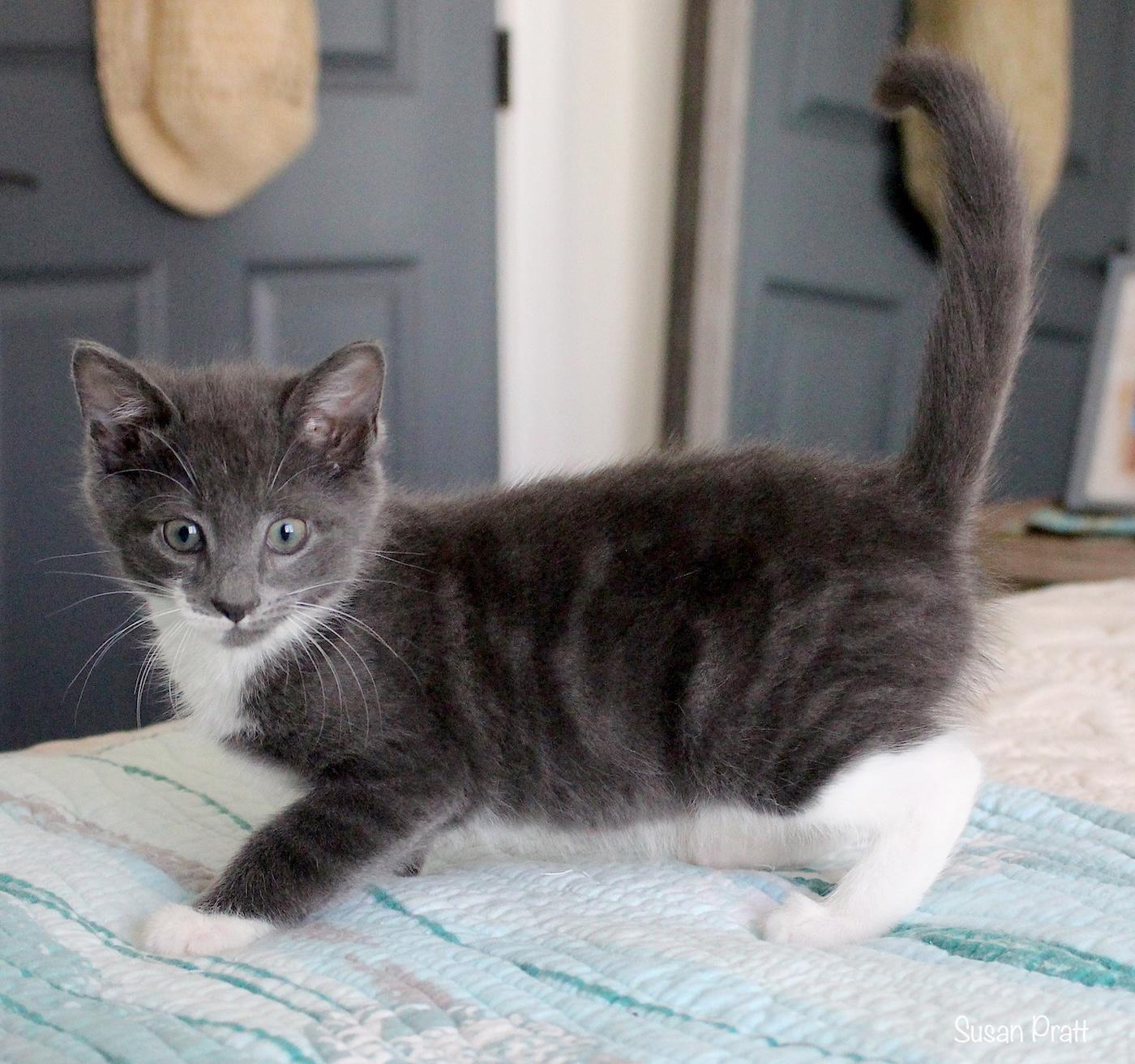 Dean, an adopted Domestic Short Hair in Bedford, VA image 2/6