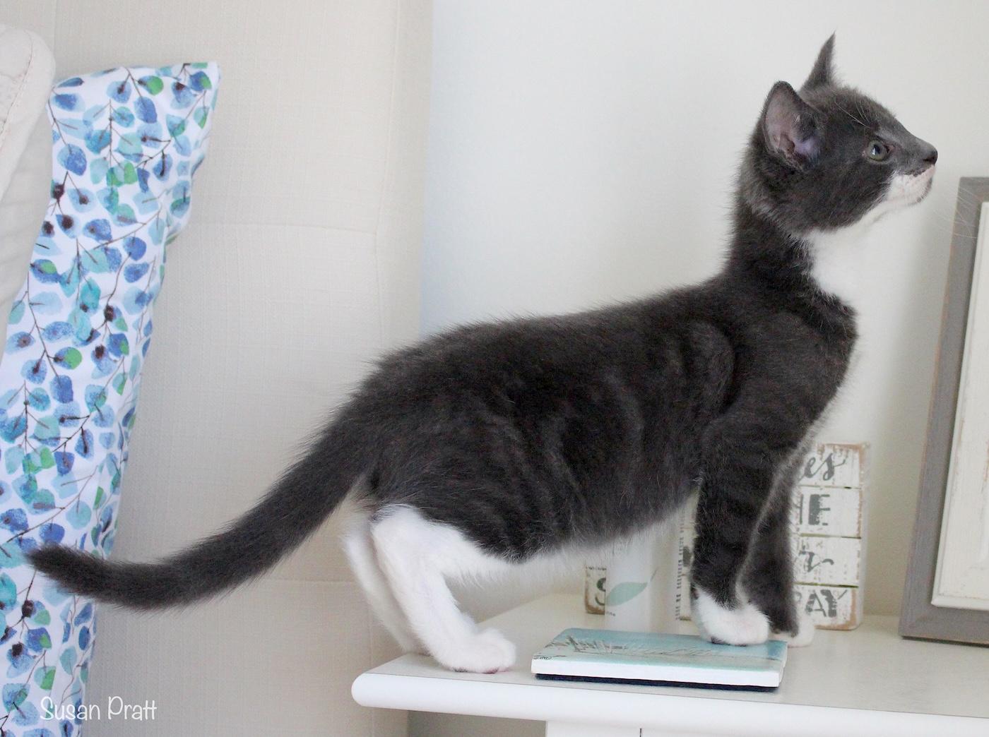 Dean, an adopted Domestic Short Hair in Bedford, VA image 4/6