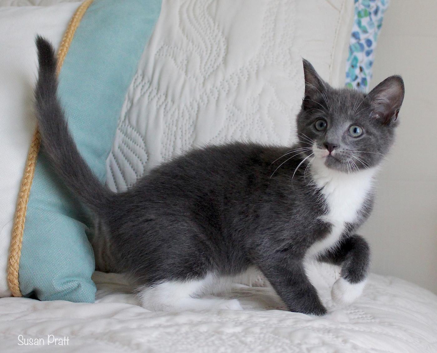 Dean, an adopted Domestic Short Hair in Bedford, VA image 5/6