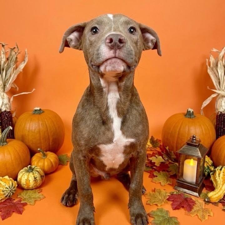 Ruckus, Adopted, Puppy Female Pit Bull Terrier.