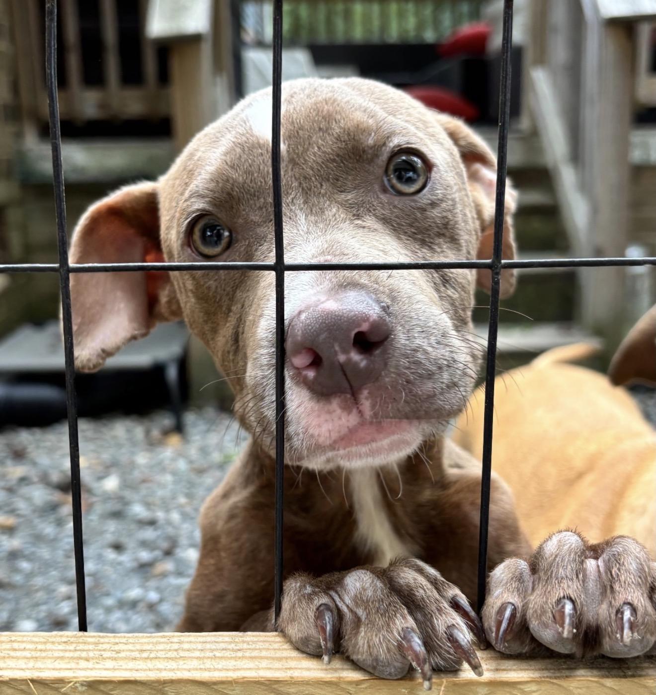 Enlarge Ruckus, a Adopted mixed breed in Richmond, VA image 2/2