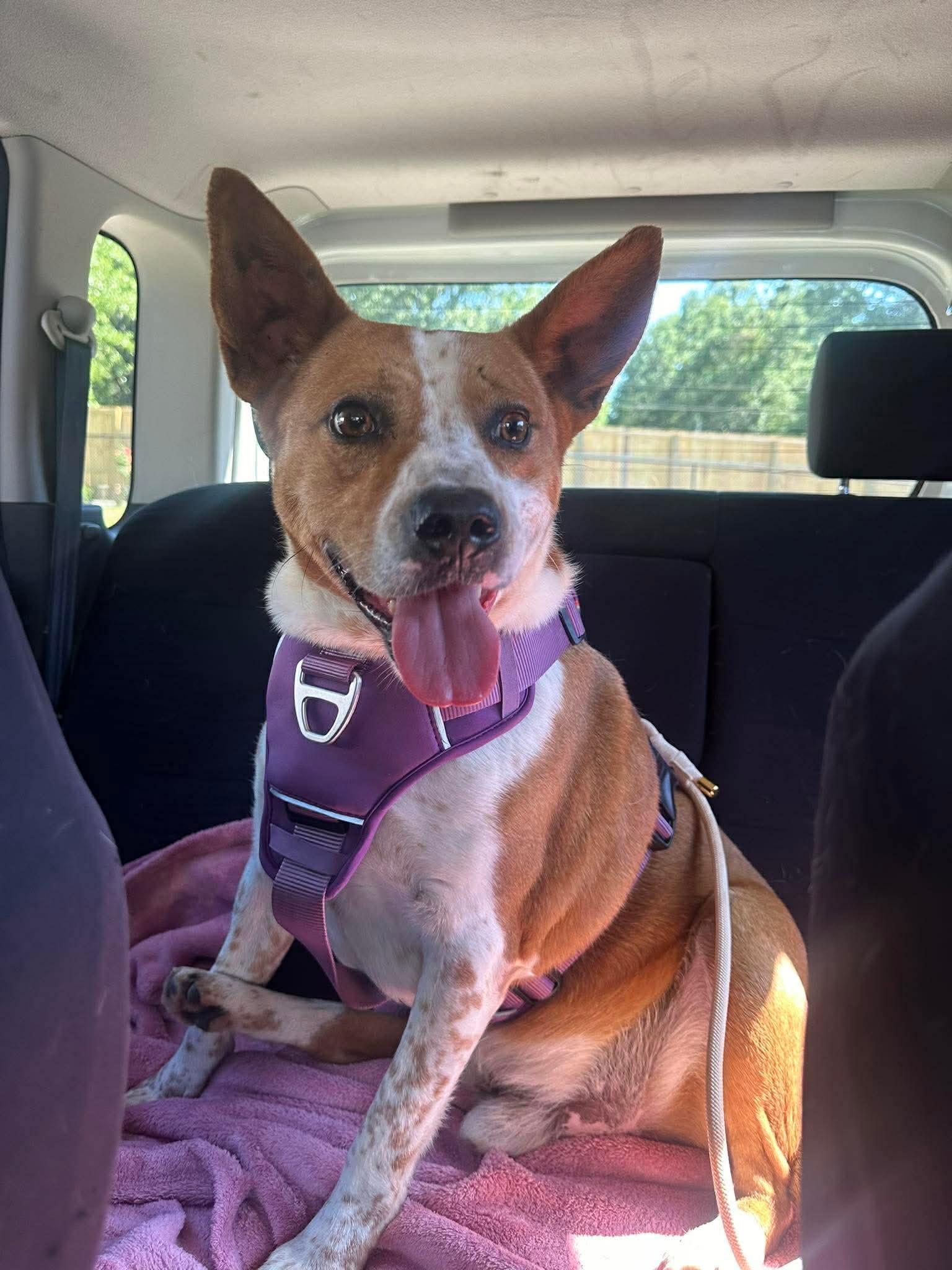 Rover, ADOPTABLE, Adult Male Mixed Breed.