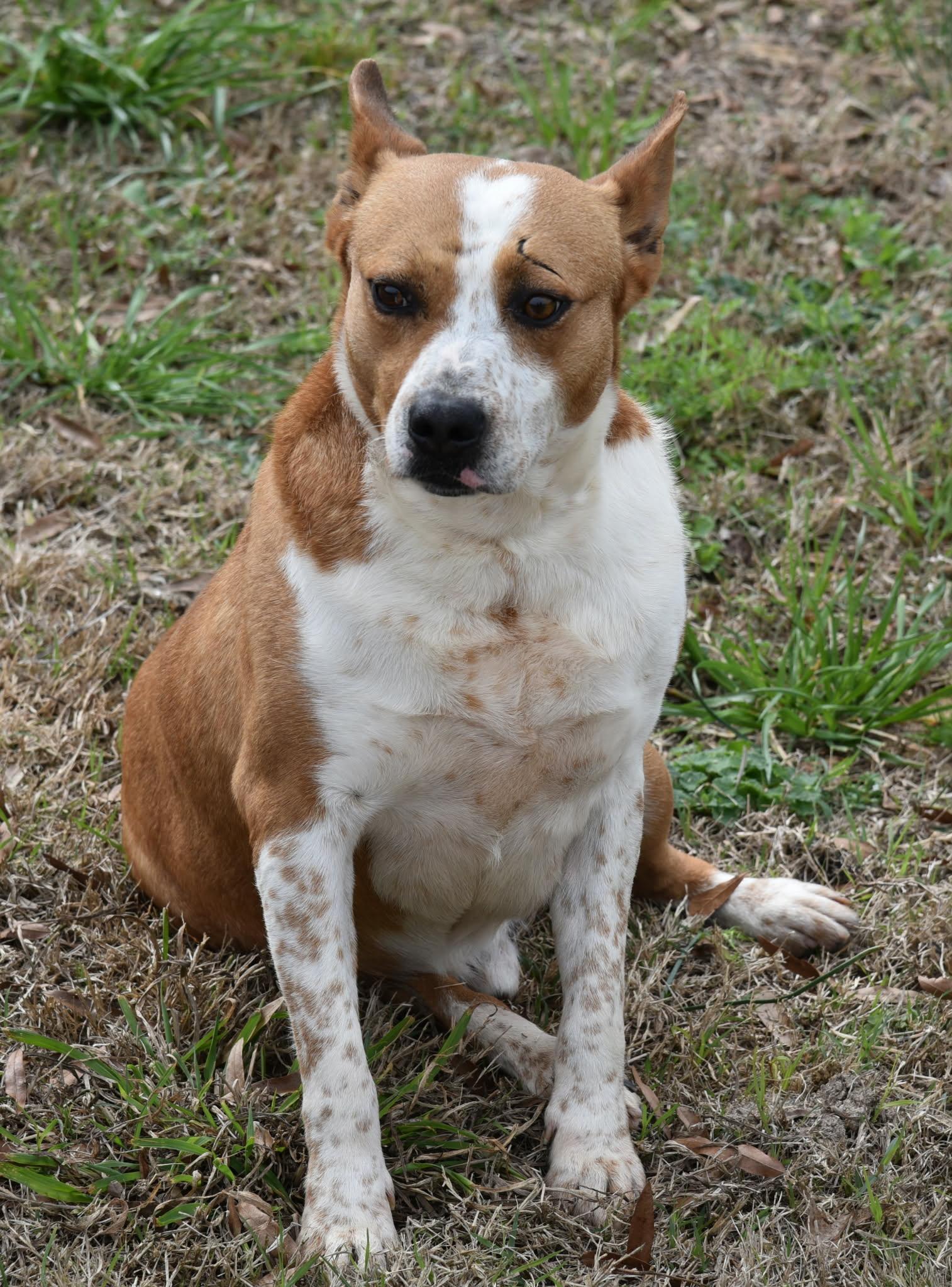 Rover, ADOPTABLE, Adult Male Mixed Breed.