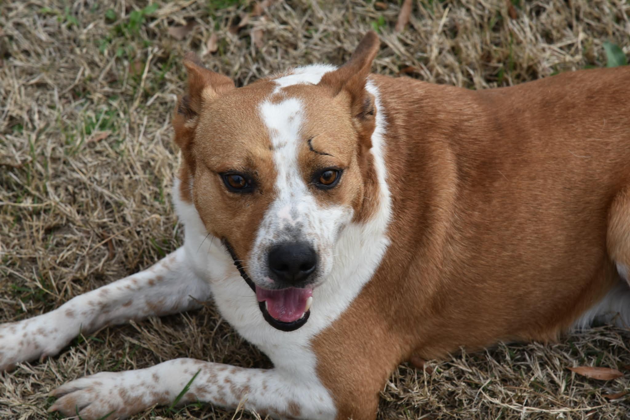 Enlarge Rover, a ADOPTABLE mixed breed in Springhill, LA image 2/3