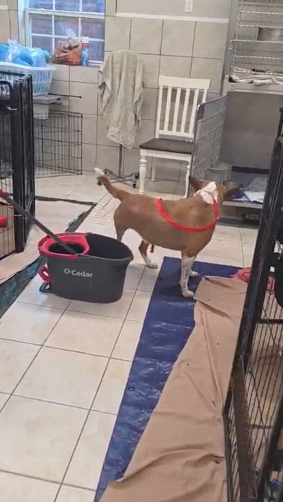 Enlarge Rover, a ADOPTABLE mixed breed in Springhill, LA video 3/3