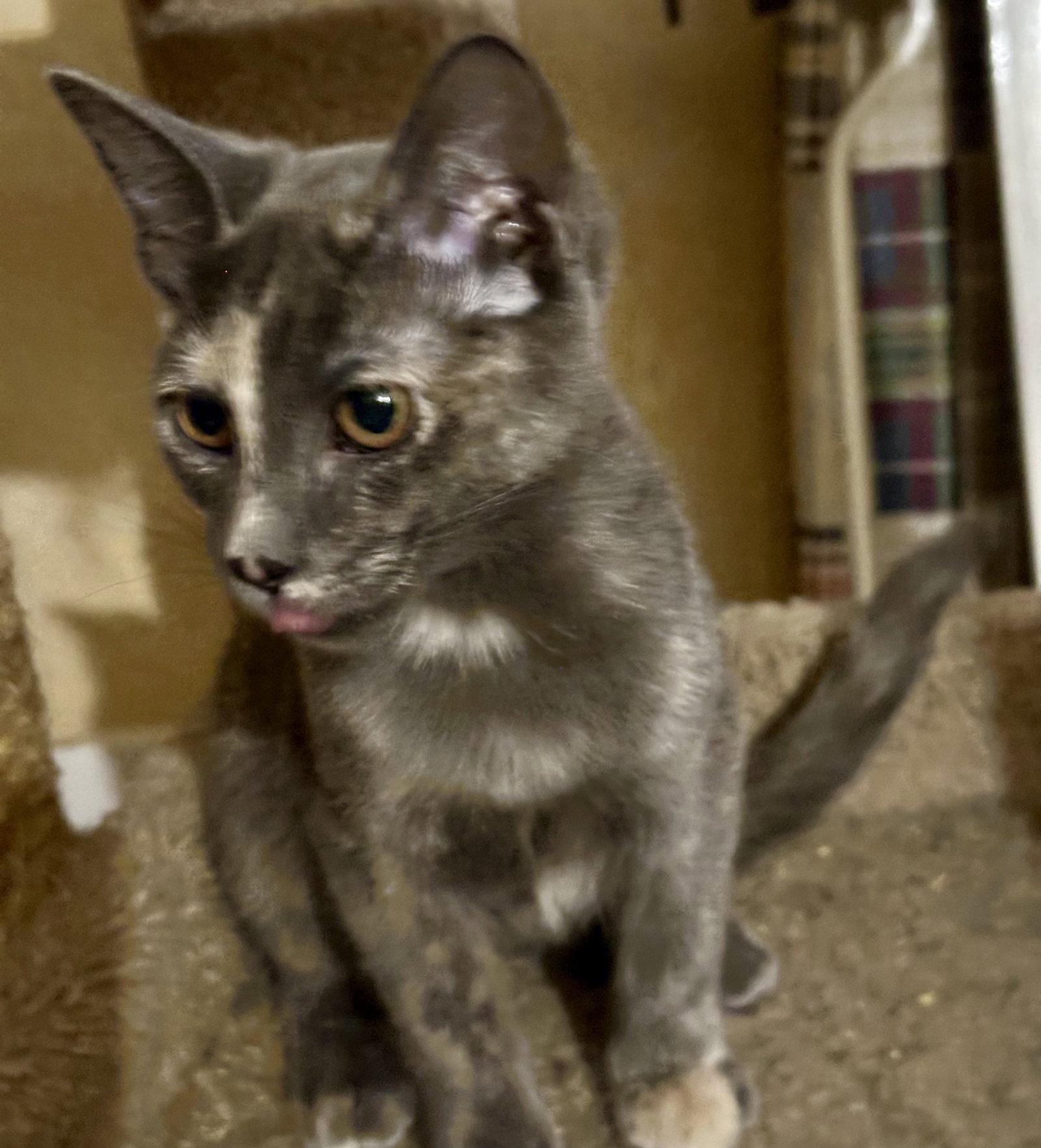 Georgia, Adoptable, Kitten Female Dilute Tortoiseshell & Domestic Short Hair.