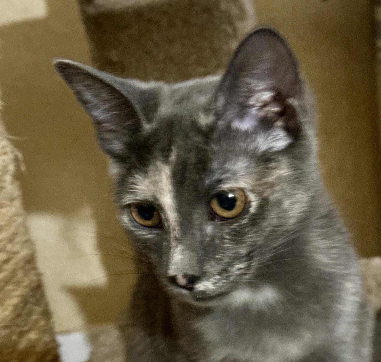 Georgia, a Adoptable mixed breed in Phoenix, AZ image 2/2